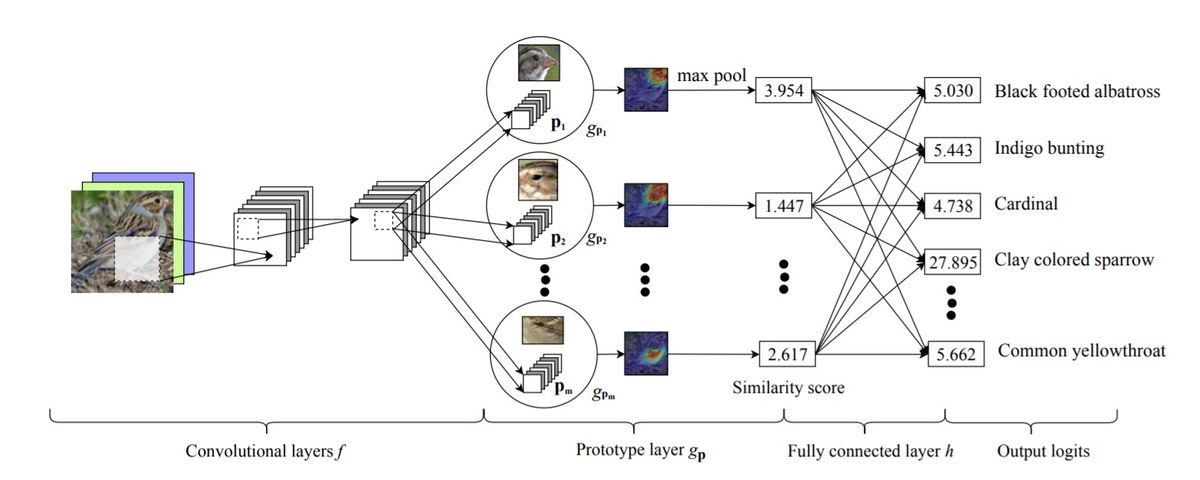 Figure 1: Prototypical part Network Architecture