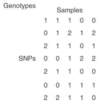 File:SNP matrix.png