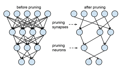 File:stat441 f21 group10 pruning synapse vs neuron.png