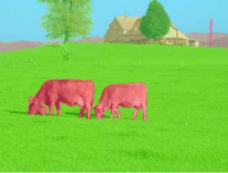 File:Labeled cows.png
