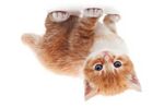 Thumbnail for File:kitten-rotated-180.jpg